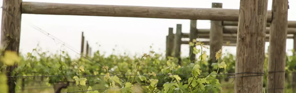 issledovanie podtverdilo bezopasnyi metod utilizatsii vinogradnykh shpaler