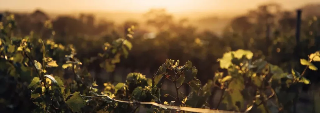 avstraliiskie vinodely obieediniaiutsia pered vyzovami