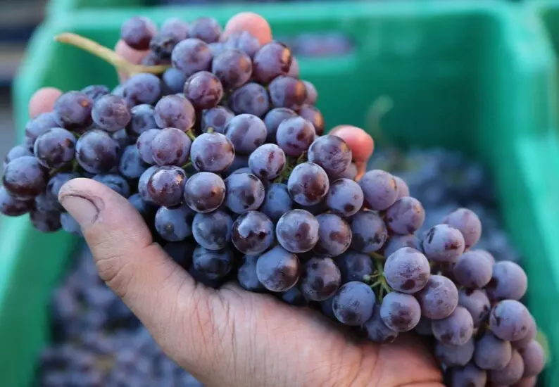 barolo iz serralunga dalba 2022 novyi vzgliad na klassiku lange