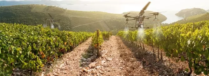 drony oblegchaiut ukhod za lozami v vinogradnikakh