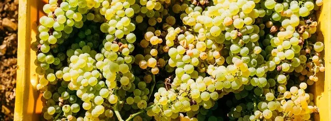 frantsuzskie zakliuchennye poluchili pravo na vinnuiu dostavku