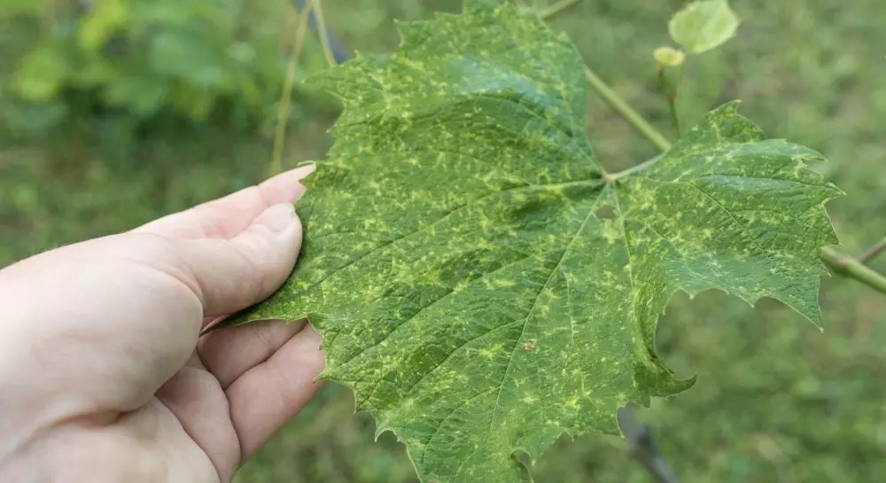 globalnaia ugroza mildiu kak opasnyi gribok zakhvatyvaet vinogradniki mira