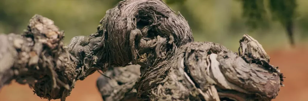 issledovanie dnk starinnykh avstraliiskikh loz raskryvaet sekrety vinodeliia