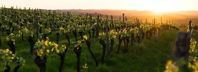 issledovanie vinogradniki povyshaiut uroven toksinov u detei