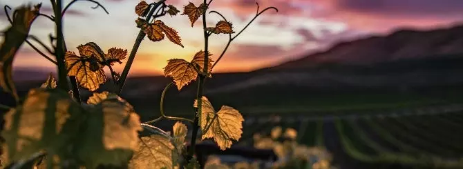 italianskii vinodel priznalsia v ubiistve partnera