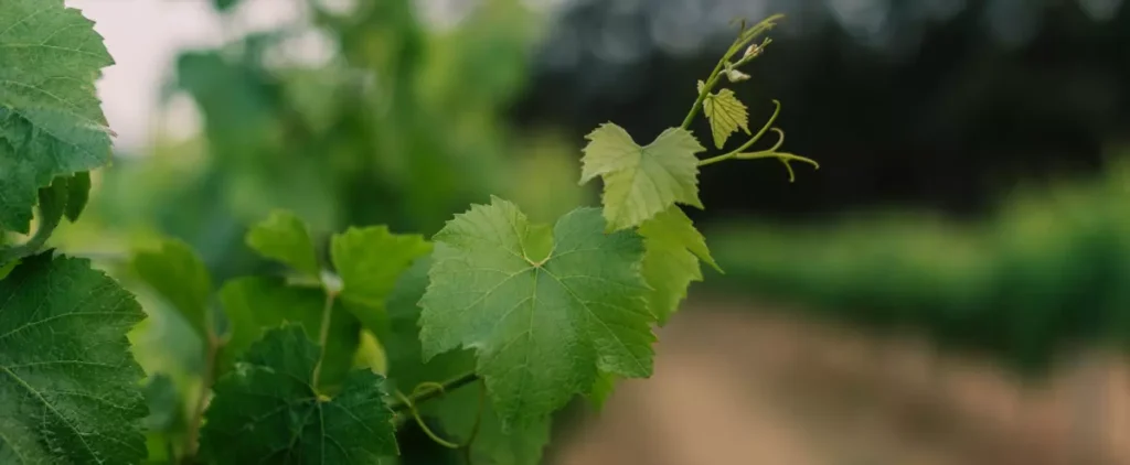 na peredovoi borby s virusami vinograda