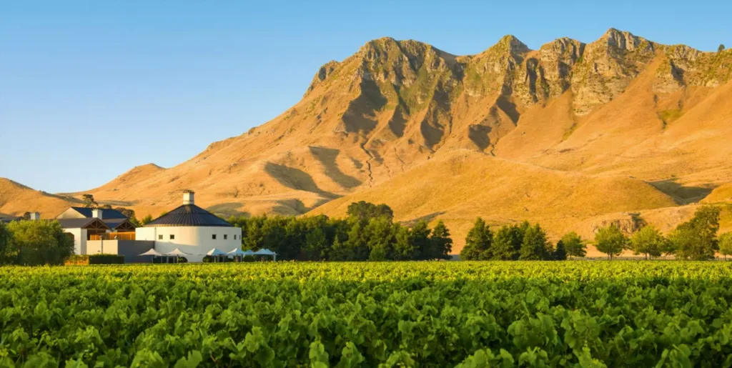 novaia zelandiia otkhodit ot sovinon blana v strane razvivaetsia kultura raznoobraznykh vin