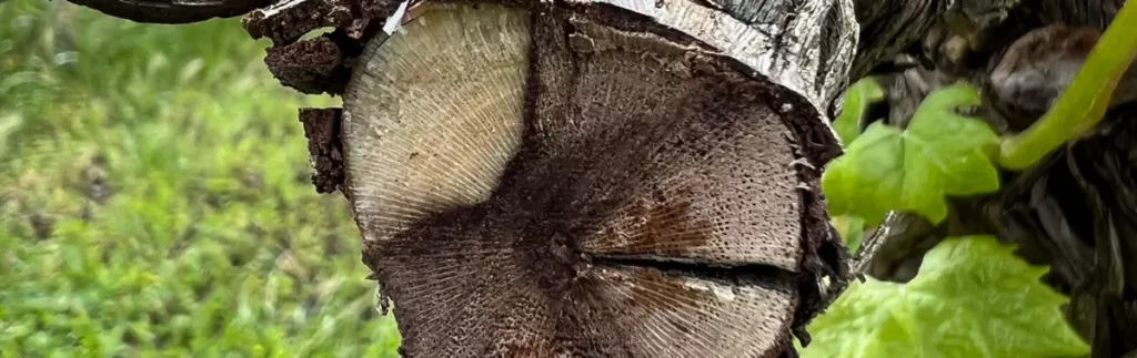 novye rekomendatsii po borbe s bolezniami stvola vinogradnoi lozy