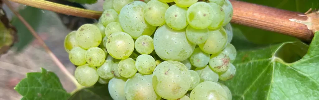 ochistka legendarnogo klona avstraliia zapuskaet proekt po ozdorovleniiu vinogradnikov