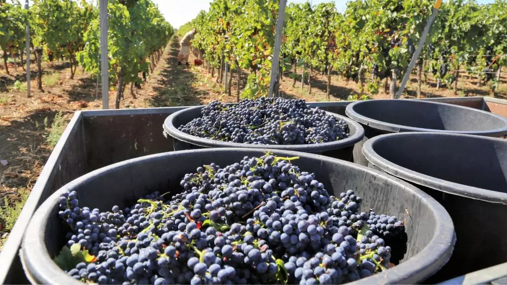 pervye prognozy po urozhaiu vinograda vo frantsii na 2025 god