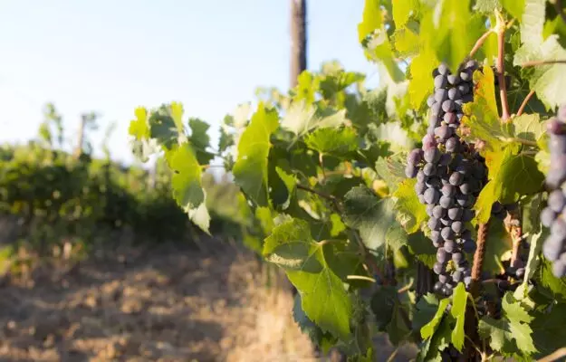 prognoz urozhaia vinograda vo frantsii znachitelno snizhen