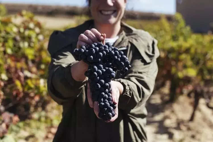 riokha prezentuet vina na globalnoi onlain vystavke