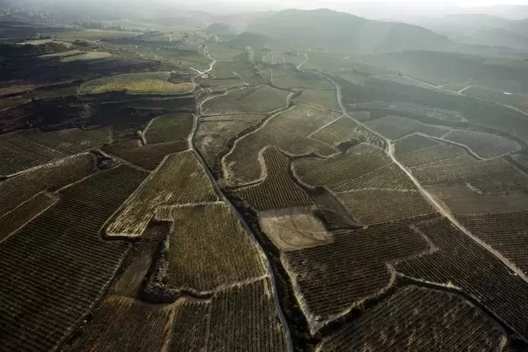 riokha sozrevanie vinograda v faze vysokogo kachestva