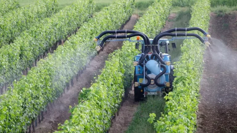 sosedi vinogradnikov vo frantsii podvergaiutsia vysokomu vozdeistviiu pestitsidov