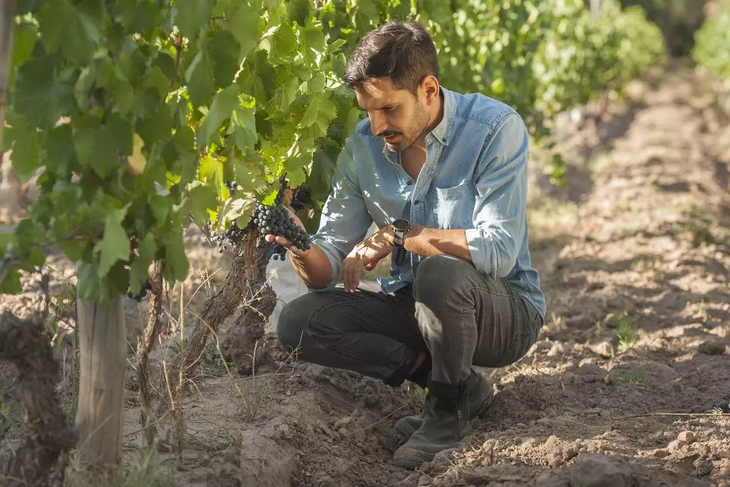 stiranie granits kak mendosa obieediniaet vinnye traditsii novogo i starogo sveta