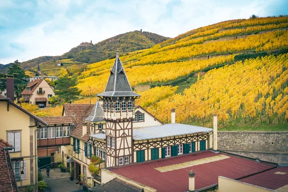 trimbach predstavliaet elitnye rislingi iz luchshikh terruarov elzasa