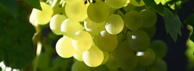 urozhai v shampani priznan luchshim za 30 let