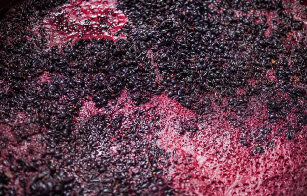 urozhai vinograda v italii v 2025 godu mozhet sokratitsia do 44 mln gektolitrov
