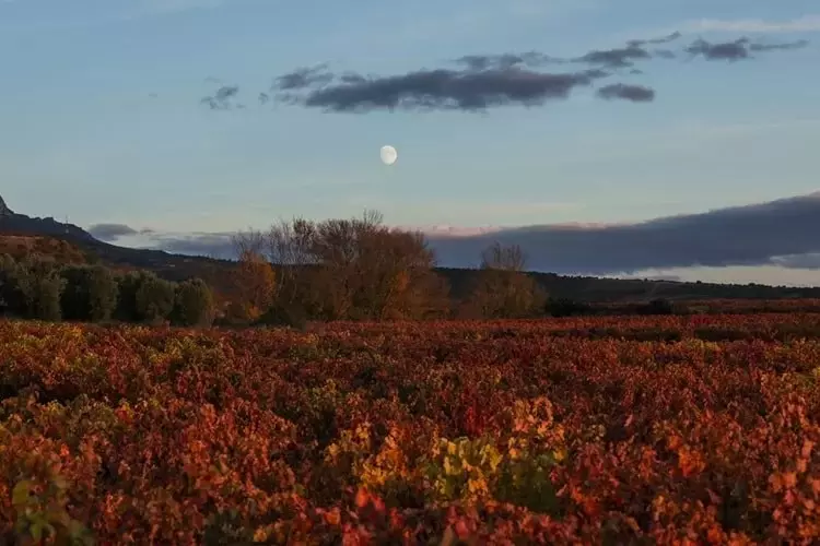 v rioja vinograd sozrevaet ravnomerno otchet o khode sezona