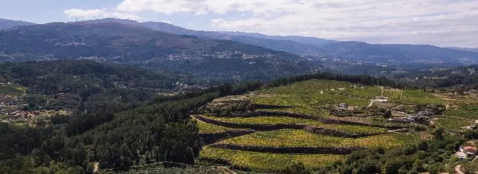 vega sicilia zapuskaet proekt po proizvodstvu belogo vina v rias baishas