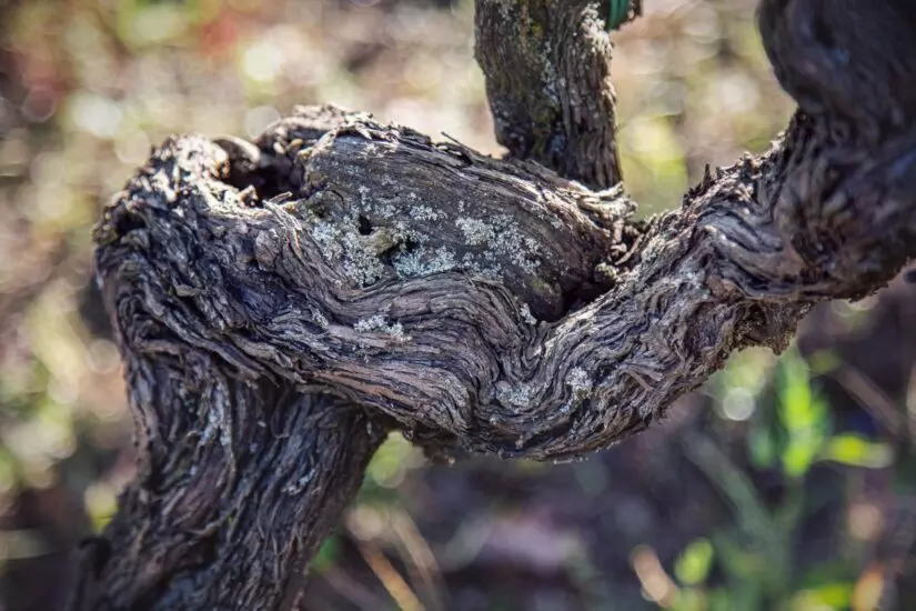 vino i eda na dvukh festivaliakh franciacorta in cantina i cous cous fest v sitsilii