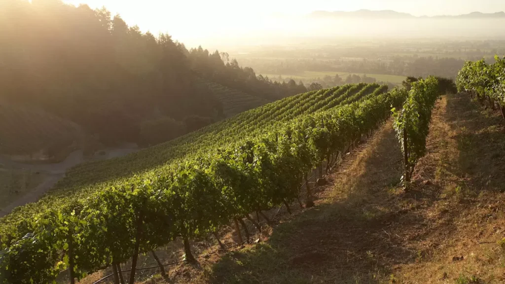 vinodelnia newton vineyard vozrodilas posle pozhara