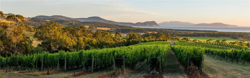 avstraliia zapuskaet natsionalnyi registr vinogradnikov s uchastiem volonterov