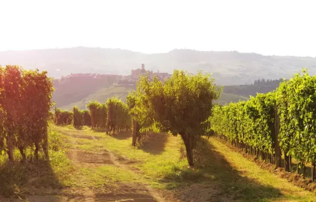 barolo urozhai nebbiolo idealen i v bolshom balanse