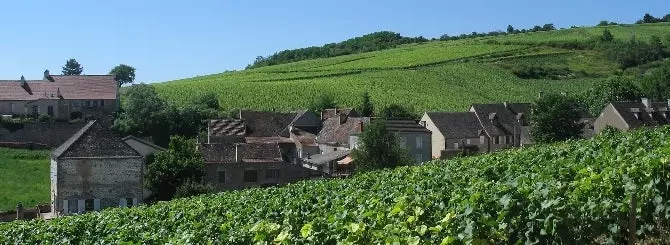 burgundiia 2025 urozhai darit radost i problemy