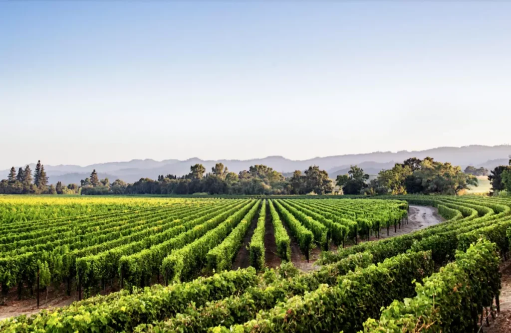 caymus vineyards ikona napa prodolzhaet zadavat stil mirovomu kaberne