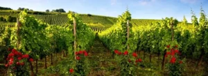 nikolia potel pioner burgundskogo vinodeliia