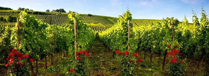 nikolia potel pioner burgundskogo vinodeliia