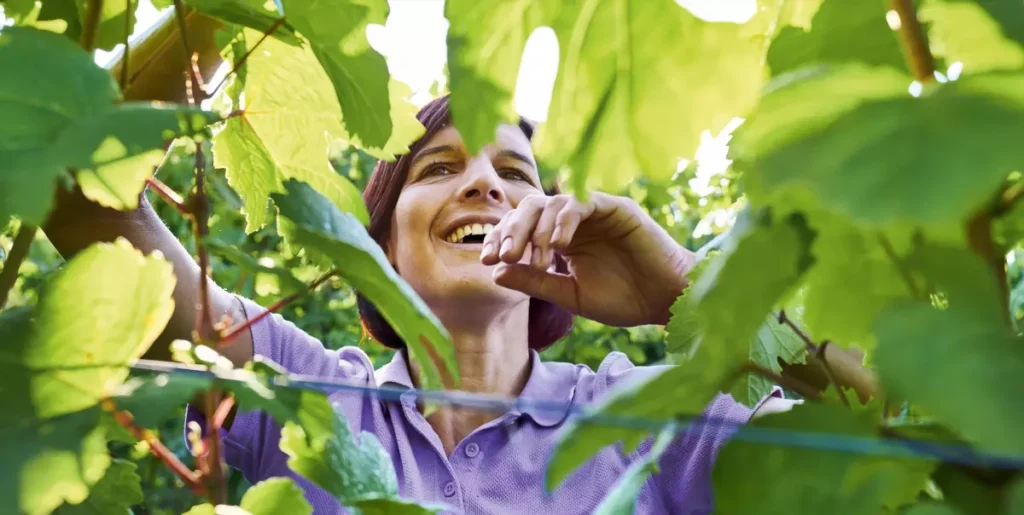 organicheskoe vinodelie vykhodit iz nishi v osnovnoe napravlenie