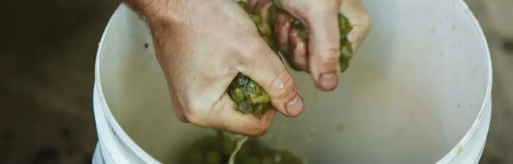 otkryt novyi raund stipendii phd top up ot wine australia