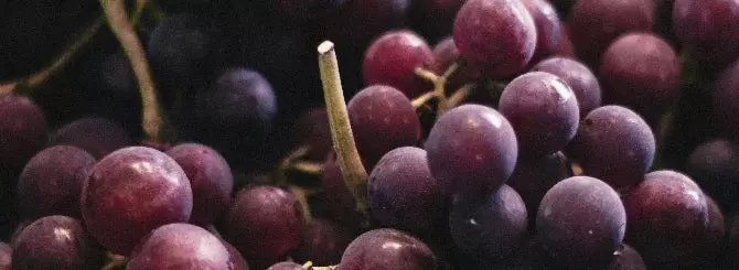 pervoe v mire vino iz laboratornykh vinogradnykh kletok sozdano v kalifornii