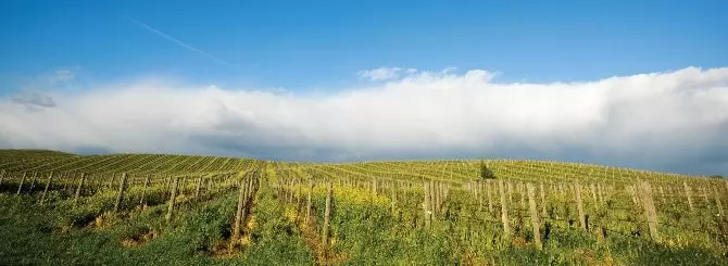 prodazha vinodelni v nape vyzvala opaseniia o budushchem regiona