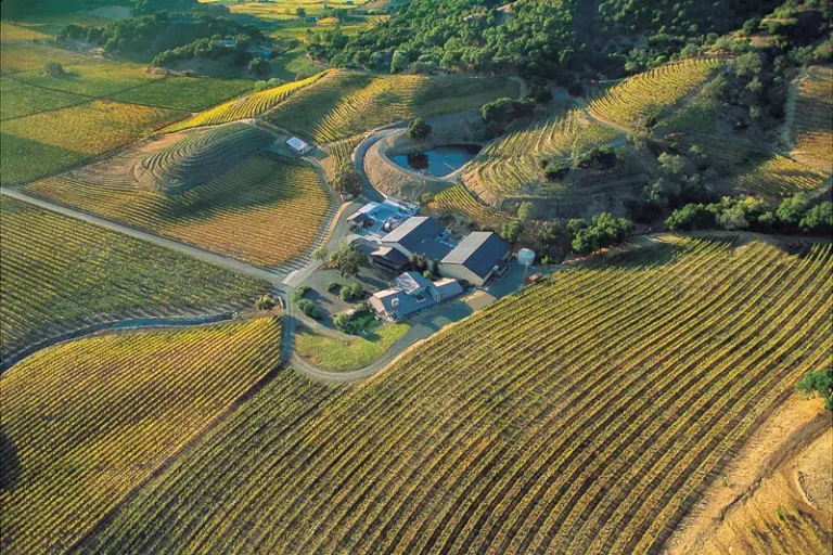 shafer vineyards kultovyi kaberne i terruar ameriki