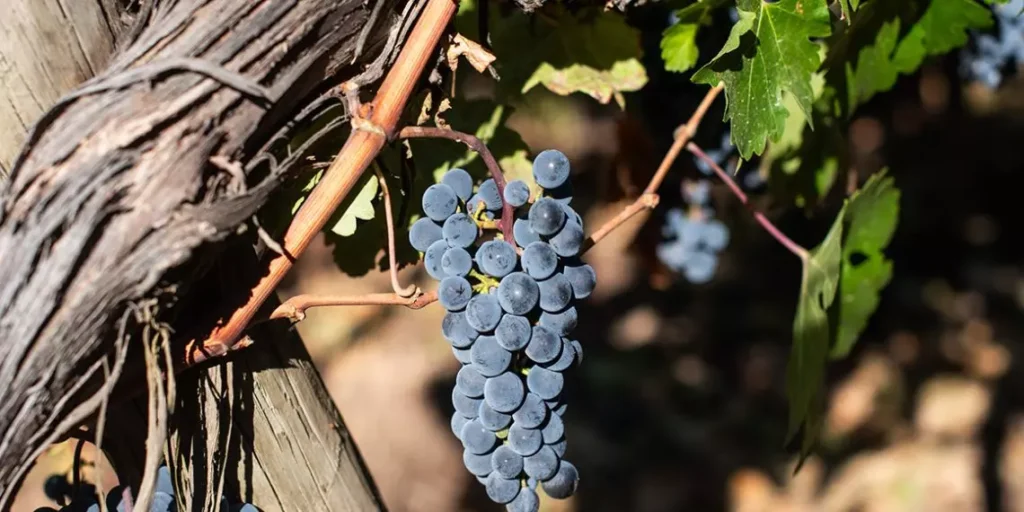 v chili proidet xvii kongress po vinogradarstvu i enologii