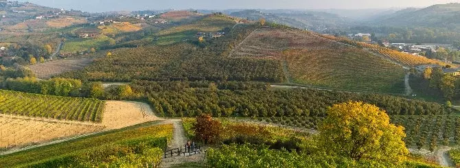v pemonte ozhidaiut velikii vintazh barolo