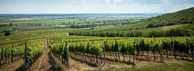 vengerskie vinodely predrekaiut katastroficheskoe padenie urozhaia