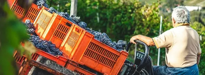vinodel vypustil vino v podderzhku palestiny