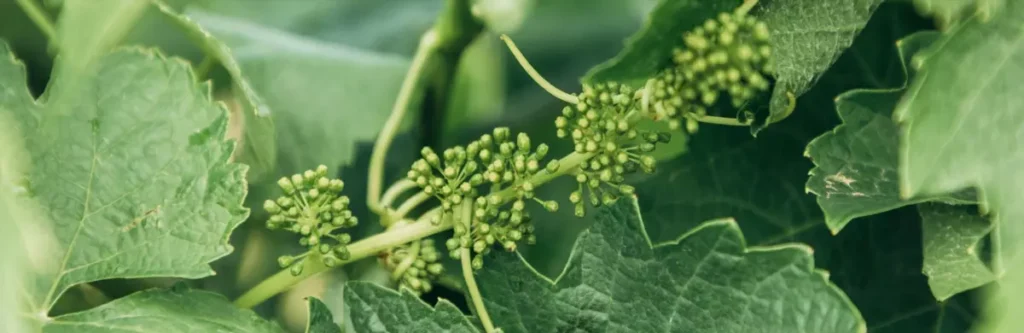 avstraliiskie regiony dokladyvaiut o stabilnom urozhae vinograda