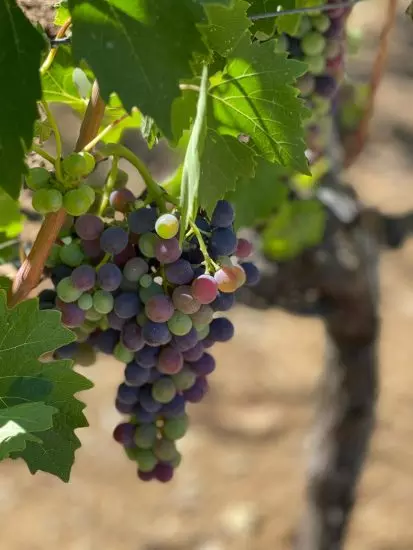 brunello di montalchino priiatnye vina nesmotria na zasushlivyi sezon