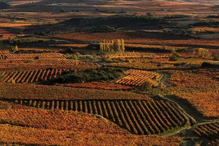 doka riokha vypustila iubileinyi vinnyi urozhai k stoletiiu statusa