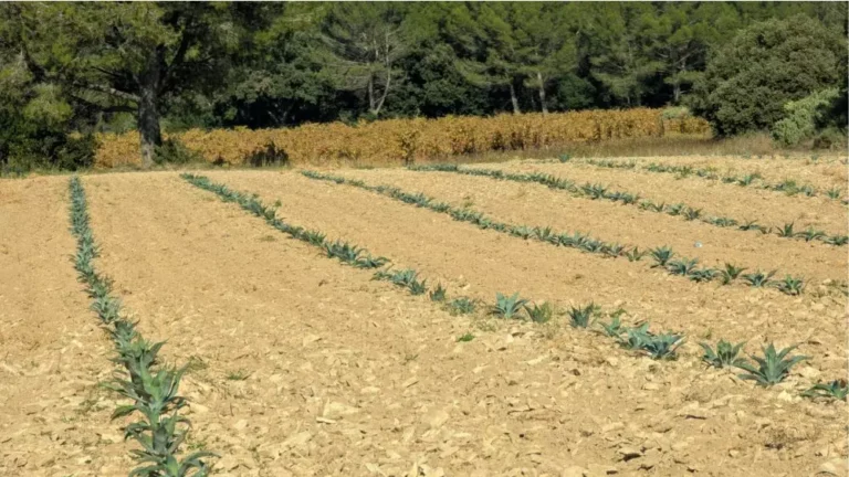 frantsuzskii vinodel m chapoutier nachal vyrashchivat agavu v drome v otvet na izmenenie klimata