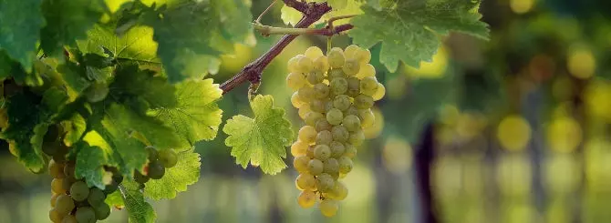 luchshee sovini blan v mire nazvano na vystavke golden vines