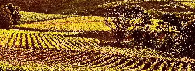 luchshie iuzhnoafrikanskie vina priznany mirovymi liderami