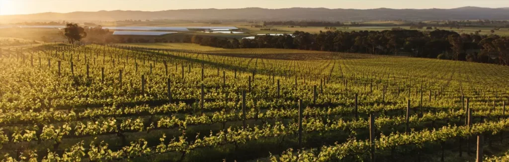 obnovlenie dannykh po natsionalnomu reestru vinogradnikov avstralii