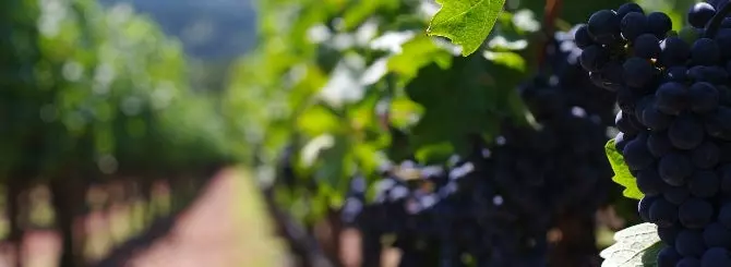 pereizbytkom vina na skladakh stolknulis proizvoditeli ssha