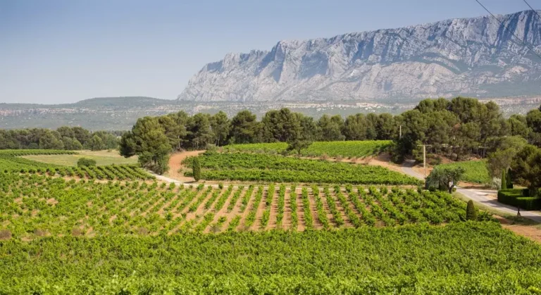 sent viktuar novyi vitok v evoliutsii provansalskogo roze